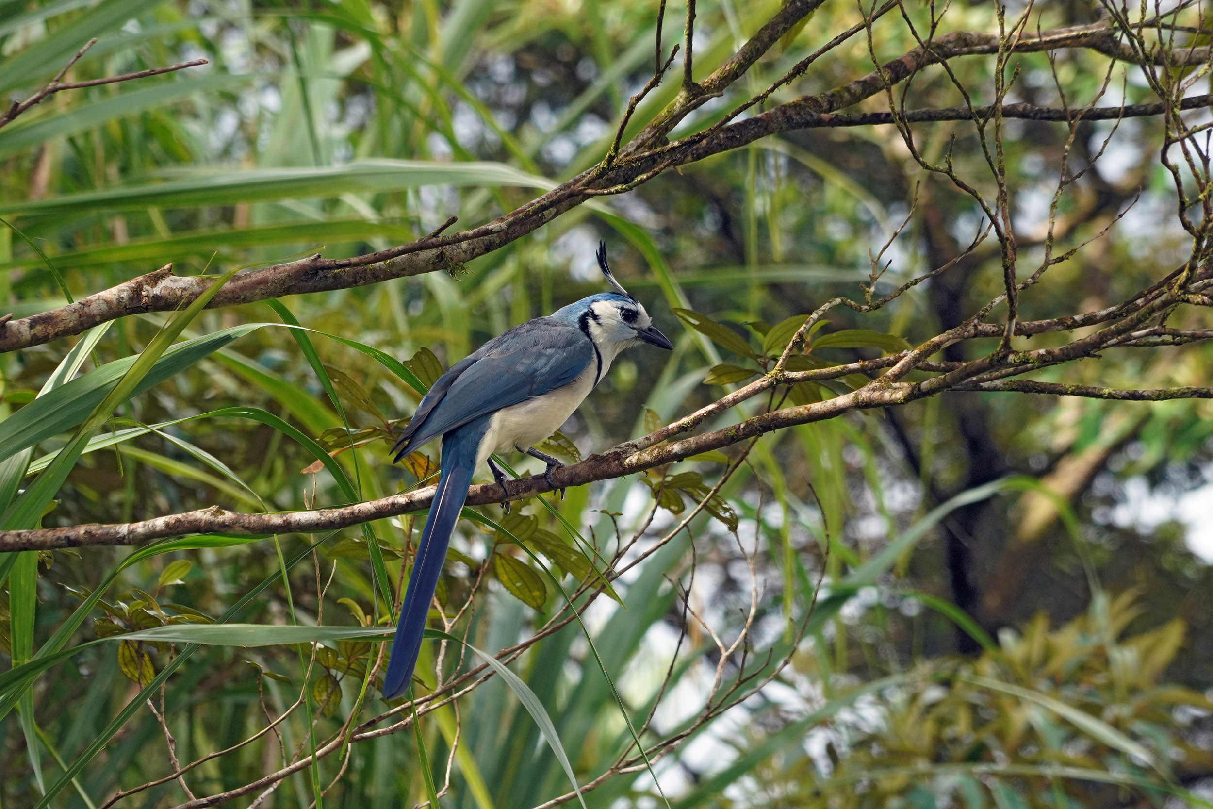 Costa Rica - Février 2025